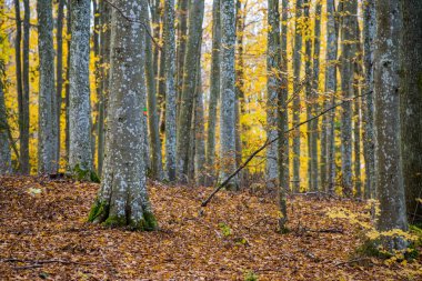 Sonbahar ormanı manzarası. Kayın ağaçlarının, yeşil ve altın yaprakların yakından görünümü, Almanya