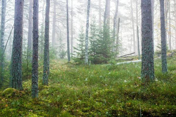 Oblačno Podzimní Den Lese Ranní Mlha Zelené Borovice Kemeri Lotyšsko — Stock fotografie