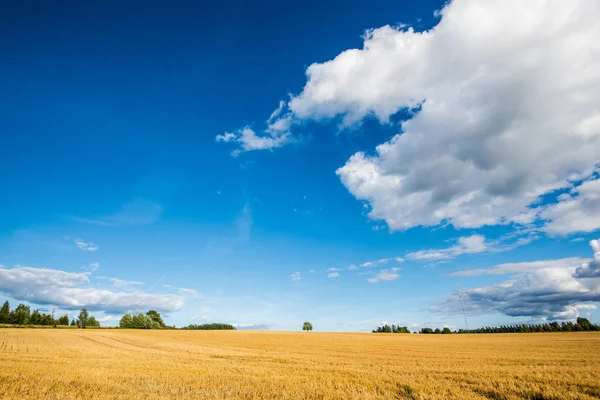 Panoramiczny Widok Pole Rolne Kraju Słoneczny Dzień Estonia — Zdjęcie stockowe