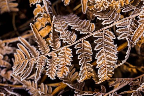 Gelo Sulle Foglie Felce Primo Piano Lettonia — Foto Stock