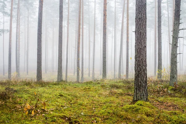 Jesienny Krajobraz Lasu Poranna Mgła Lesie Sosnowym Pochmurny Dzień Zielone — Zdjęcie stockowe