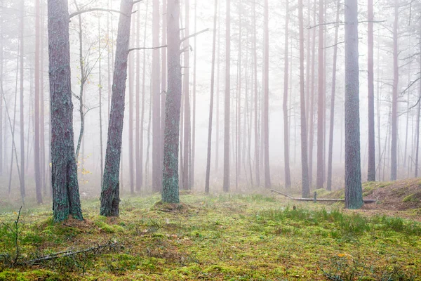 Nublado Día Otoño Bosque Niebla Matutina Pinos Verdes Kemeri Letonia — Foto de Stock