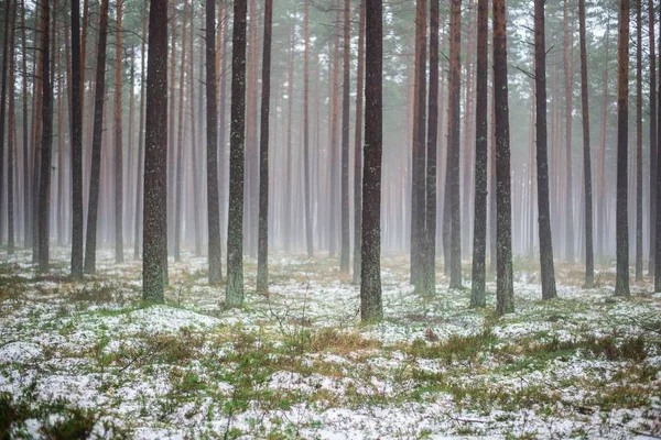 Pochmurny Zimowy Dzień Sosnowym Lesie Zielona Trawa Pod Śniegiem Złote — Zdjęcie stockowe