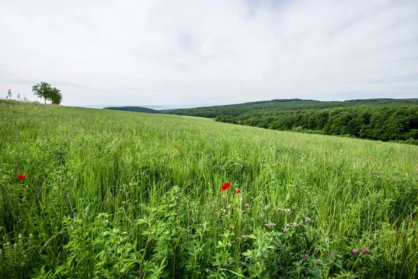 Pohled Zemědělská Pole Zelených Zemí Lesem Pozadí Zamračený Den Německo — Stock fotografie