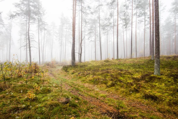 秋天的森林景观 清晨雾在松树森林在阴天 绿色和金色的叶子 拉脱维亚 — 图库照片