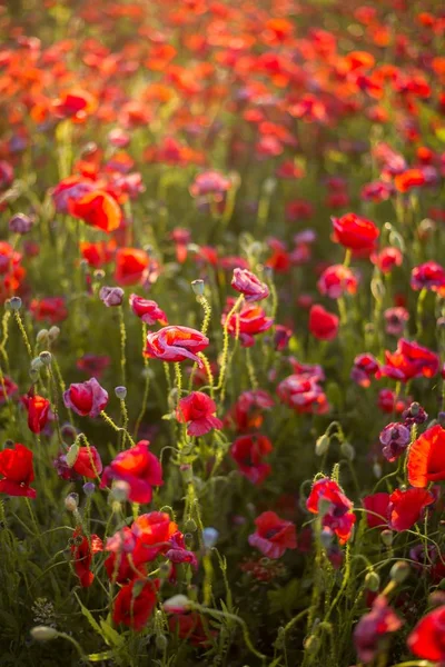 Blooming Poppy Field Sunny Summer Day Close Latvia — Stock Photo, Image