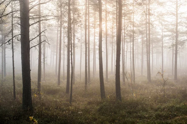 Jour Automne Nuageux Dans Forêt Brouillard Matinal Pins Verts Kemeri — Photo