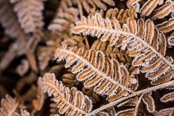 Frost Auf Den Farnblättern Nahaufnahme Lettland — Stockfoto