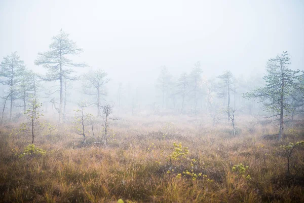 Bewolkte Herfst Dag Het Bos Ochtend Mist Groene Pijnbomen Kemeri — Stockfoto
