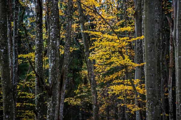 Een Herfst Boslandschap Close Uitzicht Beukenbomen Groene Gouden Bladeren Duitsland — Stockfoto