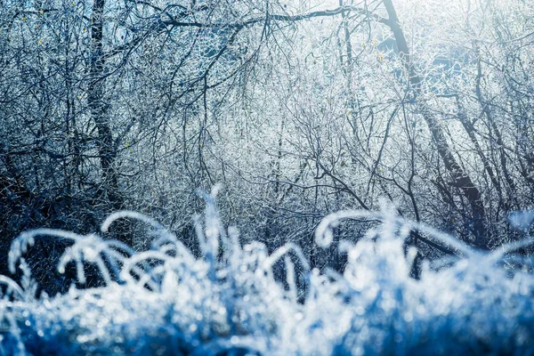 Luz Azul Fría Primera Helada Bosque Hojas Coloridas Cerca Cesis — Foto de Stock
