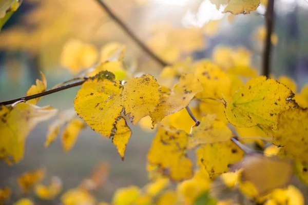 秋天的叶子特写 拉脱维亚 — 图库照片