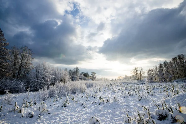 Blick Auf Den Kiefernwald Einem Sonnigen Wintertag Lettland — Stockfoto