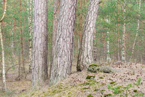 Blick Auf Den Kiefernwald Einem Bewölkten Frühlingstag Lettland — Stockfoto