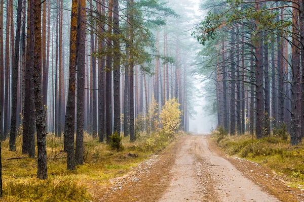 Paesaggio Forestale Autunnale Una Strada Sterrata Tra Pini Lettonia — Foto Stock