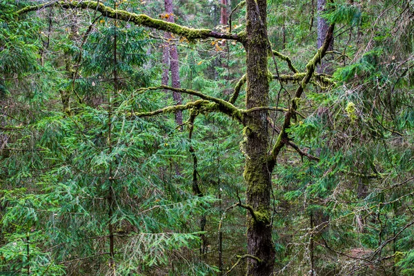 Árbol Solitario Cubierto Musgo Entre Verde Bosque Otoñal Día Nublado — Foto de Stock