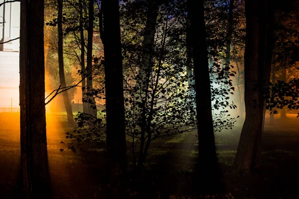Ранним Утром Парке Темные Деревья Туман Огни Кемери — стоковое фото