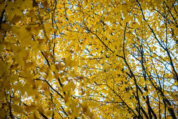 Jesienny Krajobraz Lasu Widok Bliska Drzew Bukowych Zielonych Złotych Liści — Zdjęcie stockowe