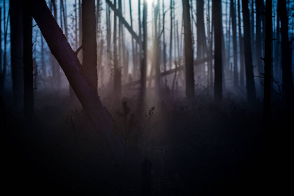 Sunlight. Foggy morning in the pine forest. A grass, plant and trees close-up, Latvia