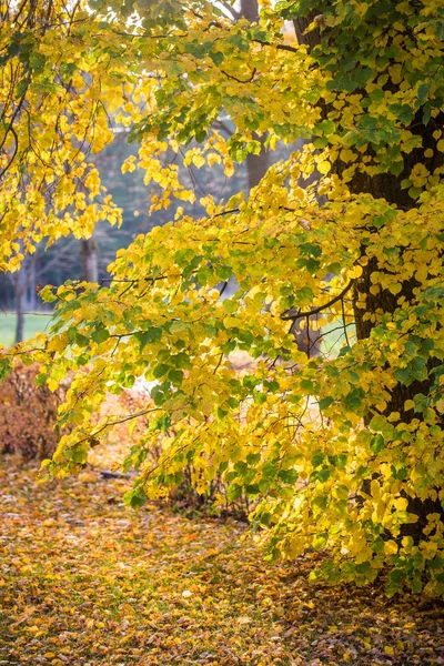 Осенние Листья Крупным Планом Рига Латвия — стоковое фото