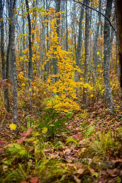 Een Herfst Boslandschap Close Uitzicht Beukenbomen Groene Gouden Bladeren Duitsland — Stockfoto