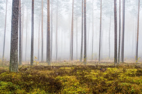 Eine Herbstliche Waldlandschaft Morgennebel Kiefernwald Einem Bewölkten Tag Grüne Und — Stockfoto