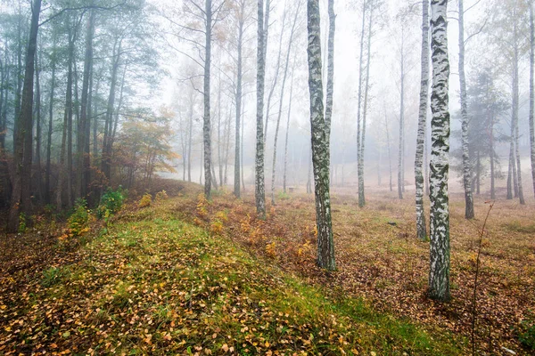 Μια Πρωινή Ομίχλη Στο Δάσος Πράσινα Και Χρυσά Φύλλα Σημύδες — Φωτογραφία Αρχείου