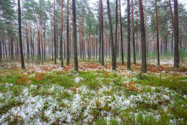 Облачный Зимний День Сосновом Лесу Зеленая Трава Снегом Золотые Листья — стоковое фото