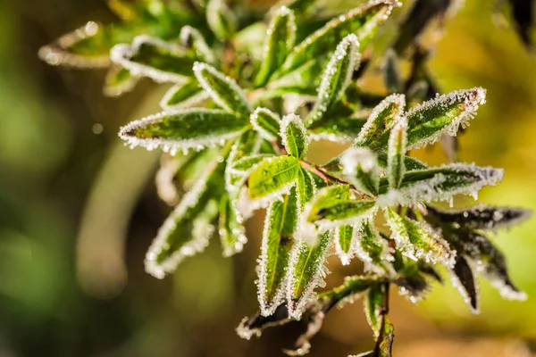 Primo Gelo Nella Foresta Foglie Colorate Primo Piano Cesis Lettonia — Foto Stock