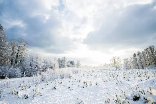 Una Vista Del Bosque Pinos Día Soleado Invierno Letonia — Foto de Stock