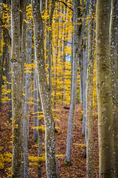 Uma Paisagem Floresta Outono Vista Panorâmica Faia Folhas Verdes Douradas — Fotografia de Stock