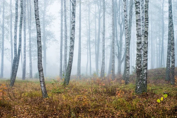 Morning Fog Forest Green Golden Leaves Birch Trees Close Latvia — Stock Photo, Image