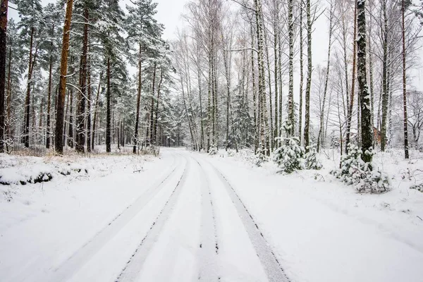 Paseo Por Bosque Pinos Cubierto Nieve Día Nublado Invierno Letonia — Foto de Stock