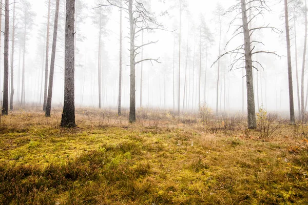秋の森の風景 曇りの日の松林の朝霧 緑と黄金の葉 ラトビア — ストック写真