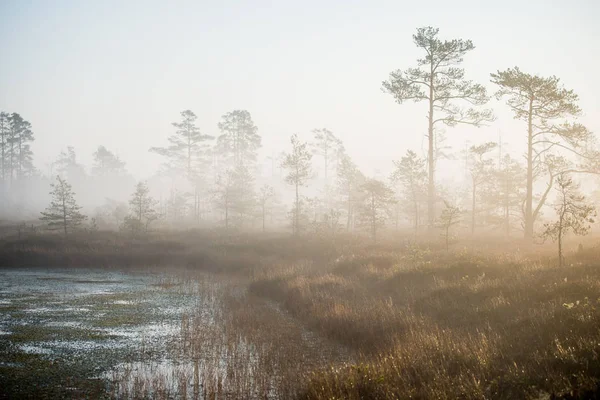 Autumn Landscape Morning Fog Swamp Forest Background Cenas Tirelis Latvia — Stock Photo, Image