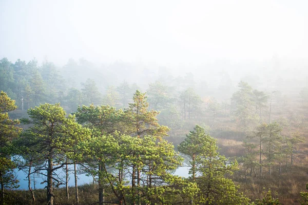 Morgenlicht Und Nebel Pur Über Dem Sumpf Blaues Wasser Und — Stockfoto