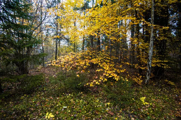 Ένα Φθινοπωρινό Τοπίο Δάσους Κοντινή Θέα Από Οξιές Πράσινα Και — Φωτογραφία Αρχείου