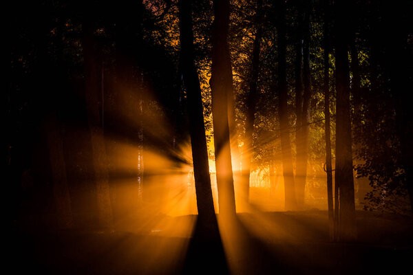 Early morning in the park. Dark trees, fog and lights. Kemeri, Latvia