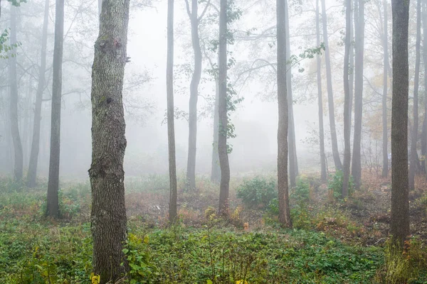 Uma Névoa Matinal Floresta Folhas Verdes Douradas Bétulas Close Letónia — Fotografia de Stock