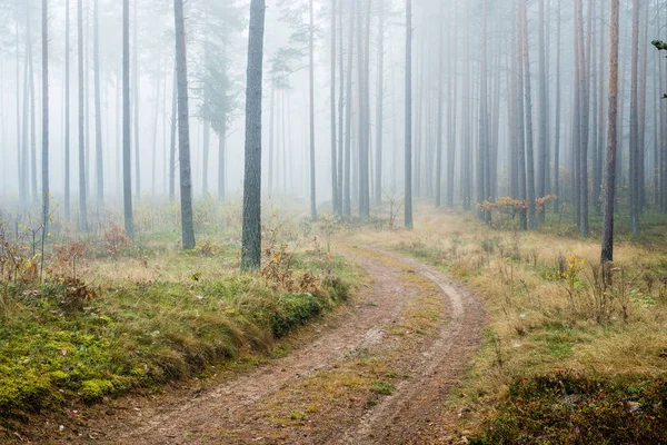 Sonbahar ormanı manzarası. Çam ağaçlarının arasından toprak bir yol, Letonya
