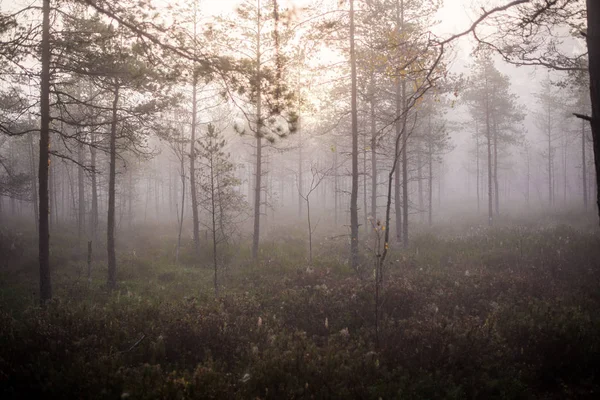 Bewölkter Herbsttag Wald Morgennebel Und Grüne Kiefern Kemeri Lettland — Stockfoto