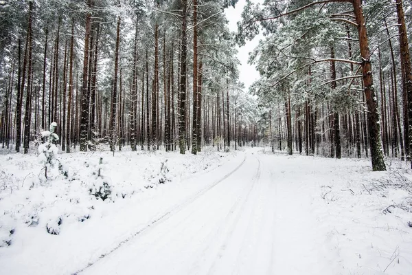 Chodnik Przez Pokryte Śniegiem Sosnowym Lesie Pochmurny Zimowy Dzień Łotwa — Zdjęcie stockowe