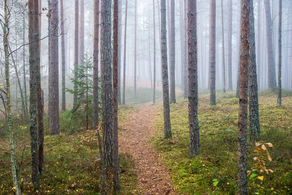 Nublado Día Otoño Bosque Niebla Matutina Pinos Verdes Kemeri Letonia —  Fotos de Stock