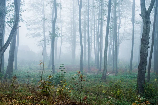 Una Nebbia Mattutina Nella Foresta Foglie Verdi Dorate Betulle Vicino — Foto Stock