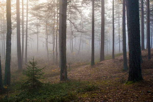 森林中多云的秋日 晨雾和绿松树 凯梅里拉托维亚 — 图库照片