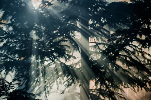 Höstlandskap Morgondimma Skogen Solstrålar Och Grenar Tallar Närbild Tyskland — Stockfoto