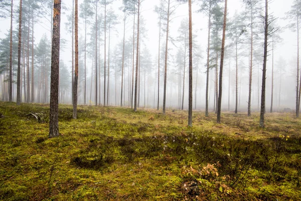Paesaggio Forestale Autunnale Nebbia Mattutina Nella Pineta Una Giornata Nuvolosa — Foto Stock