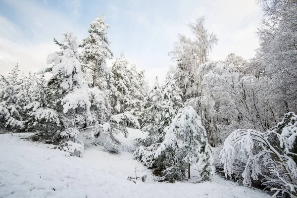 在阳光明媚的冬日 拉脱维亚松树林的景色 — 图库照片
