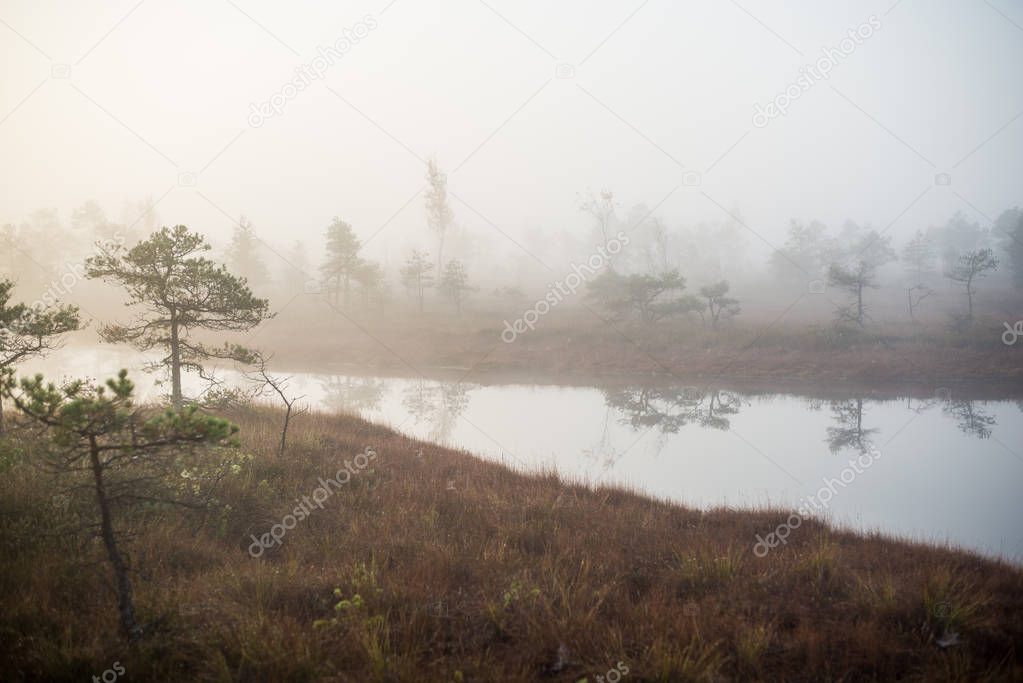 Autumn landscape. Morning fog, swamp and forest in the background. Kemeri, Latvia