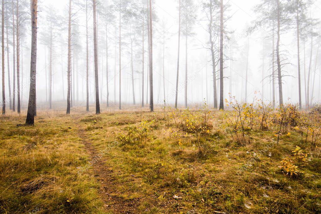 An autumn forest landscape. Morning fog in the pine tree forest on a cloudy day, green and golden leaves, Latvia